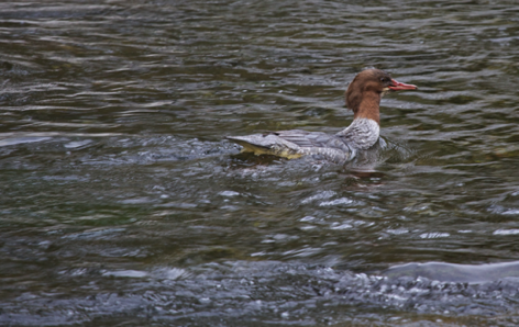 Mergus merganser